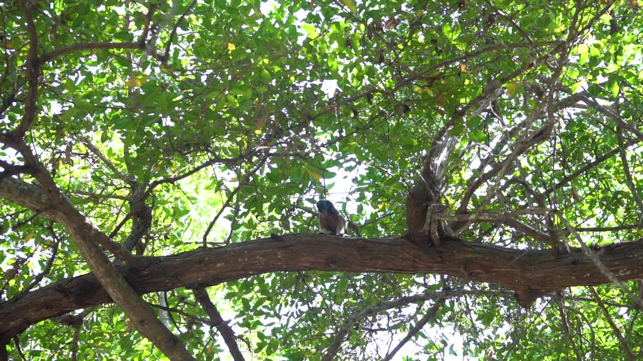 ⁇ 발 타마린은 먼 나무에 혼자 앉아 녹색 잎을  ⁇ 고 있습니다.