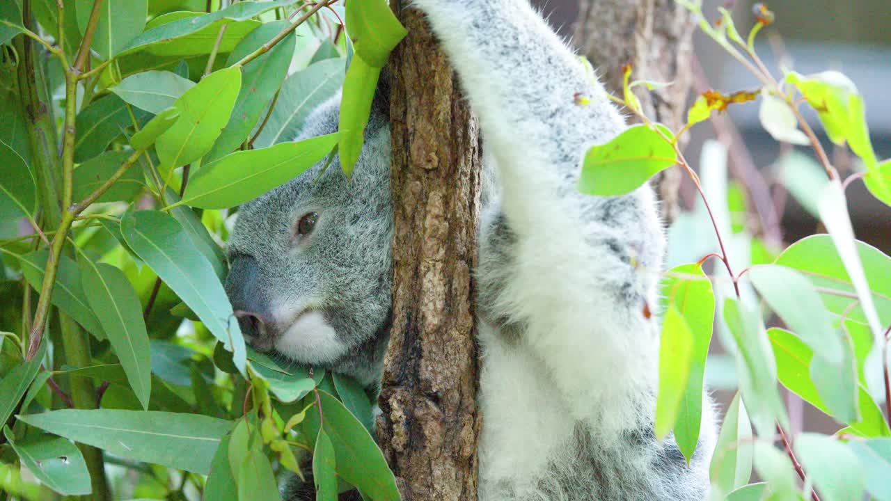 Un primo piano di un koala peloso che riposa pacificamente contro un albero alla luce del giorno