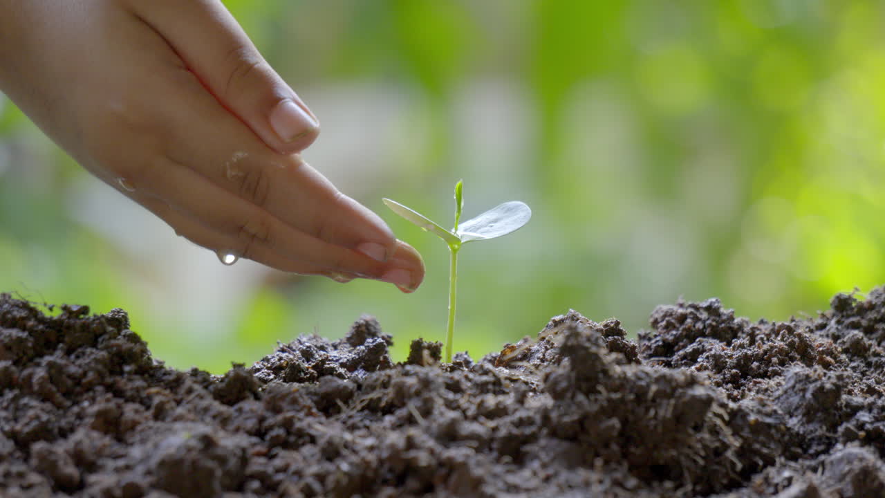 niño regando una planta verde cuidando el medio ambiente