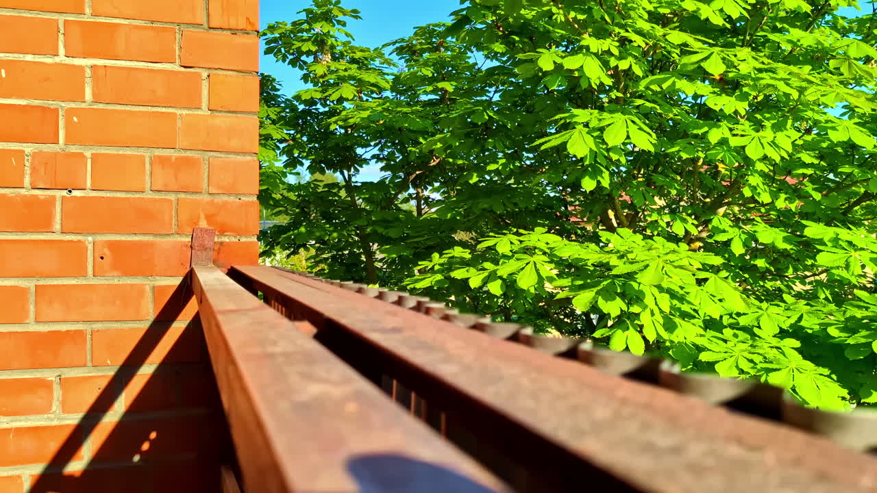 Rusted iron balcony railing facing lush green chestnut trees in bright sun