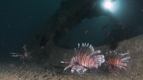 a commercial diver lights up a group of lionfish inhabiting a man-made artificial reef structure deep below the ocean