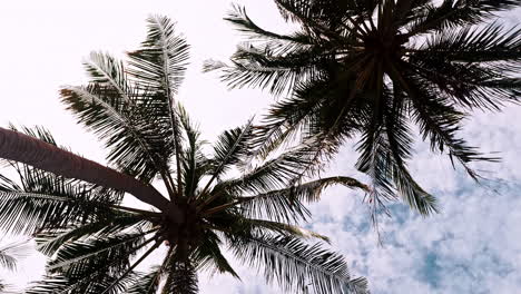 Crowns and leaves of two palm trees viewed from down below against sky