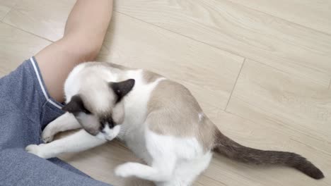 asian man with elder cat lying on floor at home.