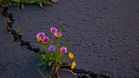 wildflowers blooming through cracks in asphalt road, abandoned buildings covered in vegetation, and traffic lights standing as remnants of a forgotten city at sunset