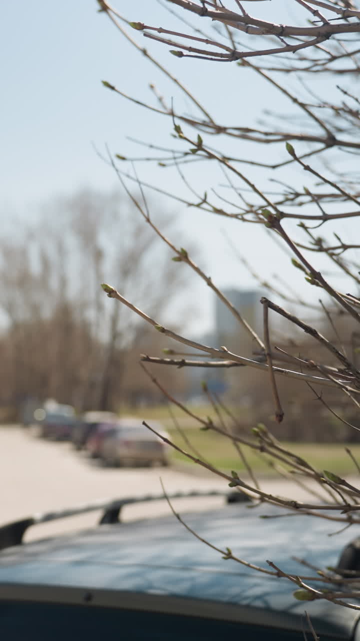 Close view of budding tree branches in an urban parking lot, surrounded by modern buildings and parked cars, with one car driving out a bokeh view of someone walking from a distance