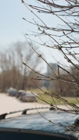 close view of budding tree branches in an urban parking lot, surrounded by modern buildings and parked cars, with one car driving out a bokeh view of someone walking from a distance