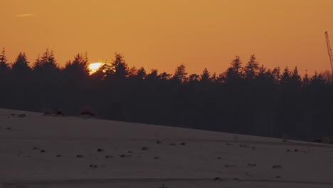 hora dorada puesta de sol sobre beekhuizerzand, área de arena a la deriva en el parque nacional hoge veluwe, gelderland, países bajos con puesta de sol y pinos en silueta