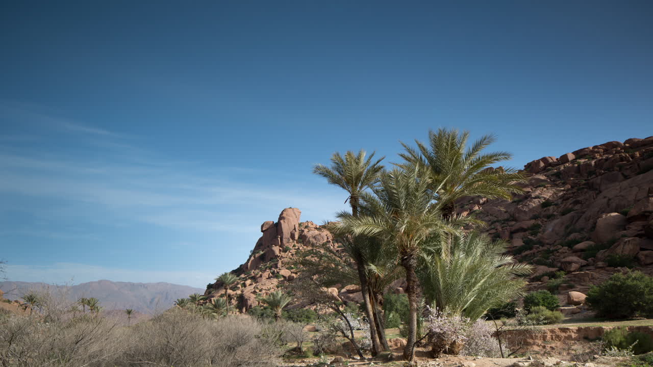 Tafroute Palms 00