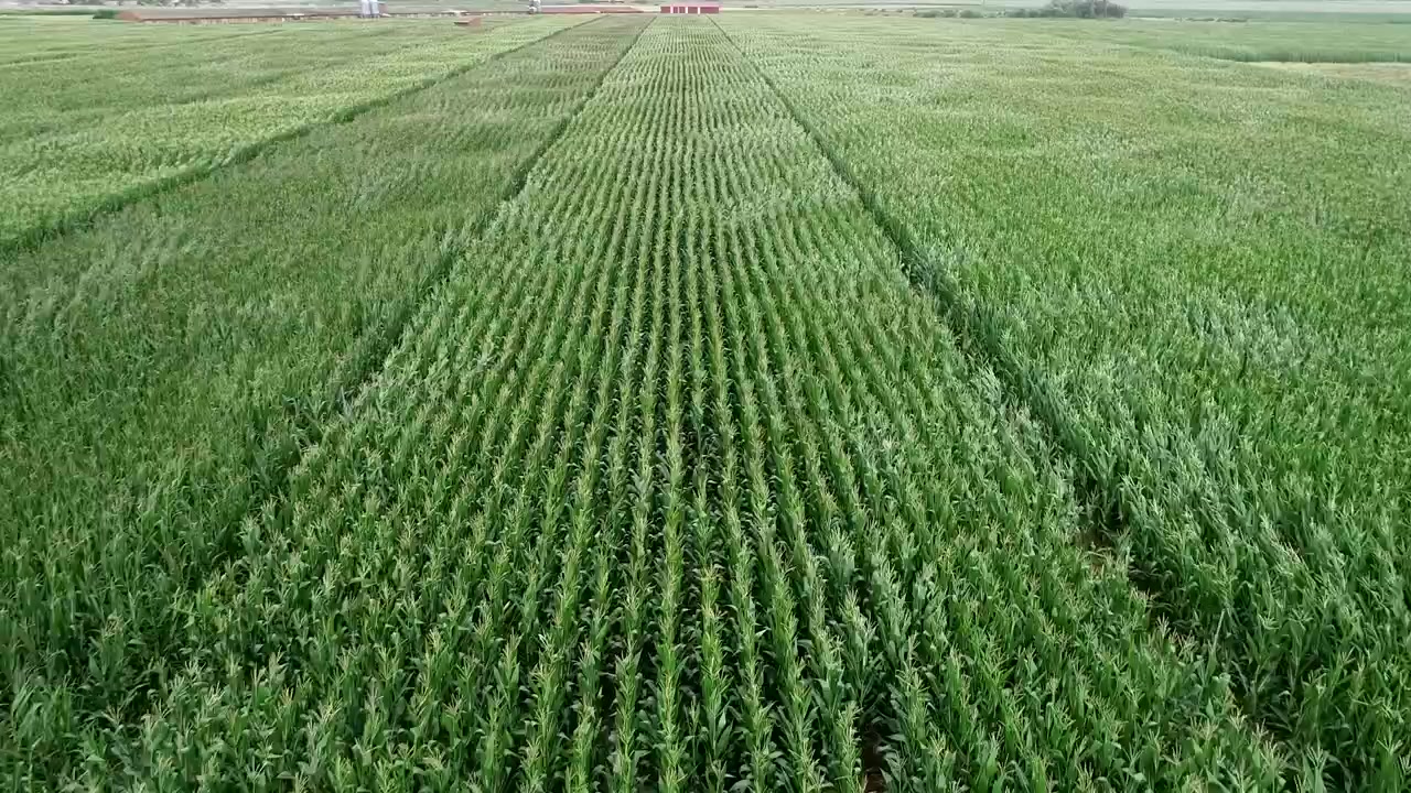 lush green cornfield swaying beautifully in the wind. corn stalks waving in breeze. aerial static shot
