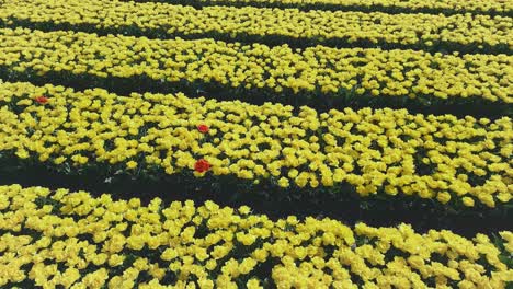 two red tulips among rows of yellow tulips during the spring season in the netherlands