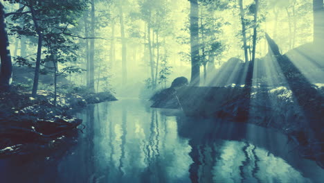 pond swamp with unique atmosphere and fog beneath the trees