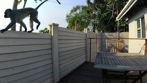 hungry wild grey vervet monkeys eating food on an outside table in a residential area in south africa