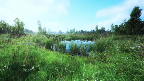 tranquil pond in a lush green meadow