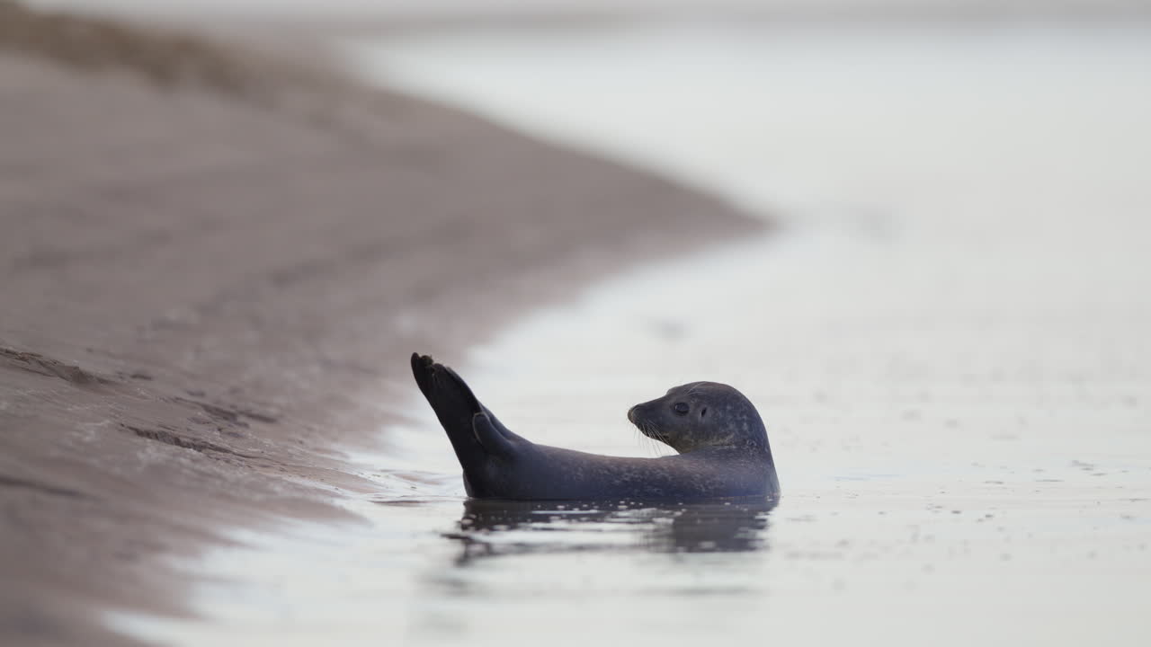 Jeune phoque se repose dans les eaux peu profondes près d’une plage de sable, vue rapprochée
