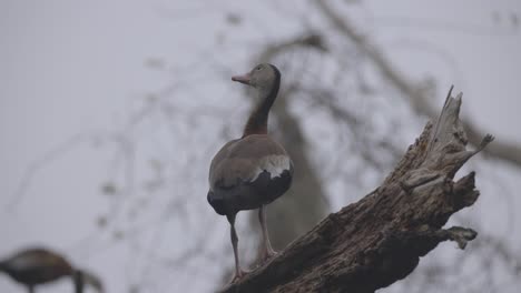 Black Bellied Whistling Duck standing atop broken tree branch