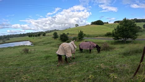 horse moves and grazes in serene countryside