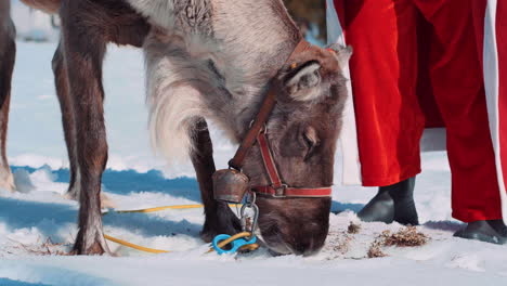 reindeer eating snow moss