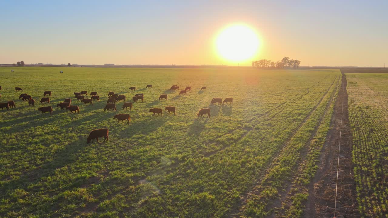 Group Of Cattle Grazing On Sunset Grasslands In La Pampa Province, Argentina. Aerial Drone Shot