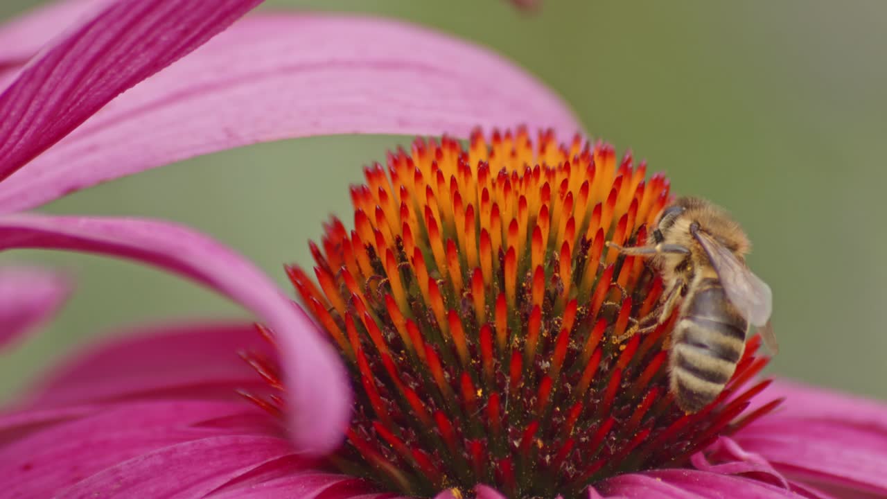 la abeja colecta el néctar de la flor del cono naranja mientras otra abeja vuela