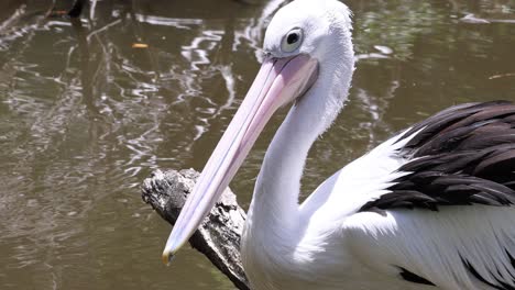 un pelícano de pie cerca de un cuerpo de agua