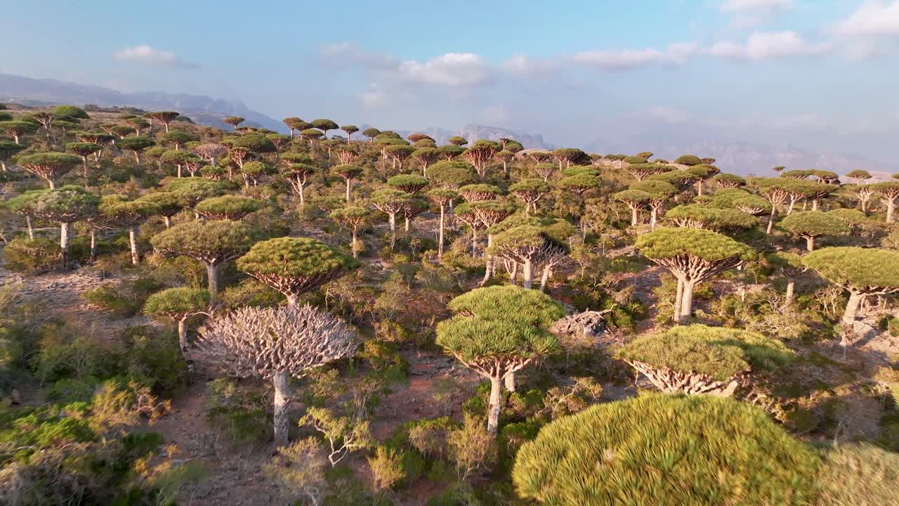bosque de firhmin con árboles endémicos de sangre de dragón en socotra, yemen - toma aérea de un dron