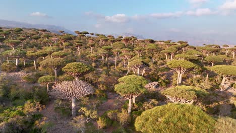 Bosque-De-Firhmin-Con-árboles-De-Sangre-De-Dragón-Endémicos-En-Socotra,-Yemen---Toma-Aérea-De-Drones