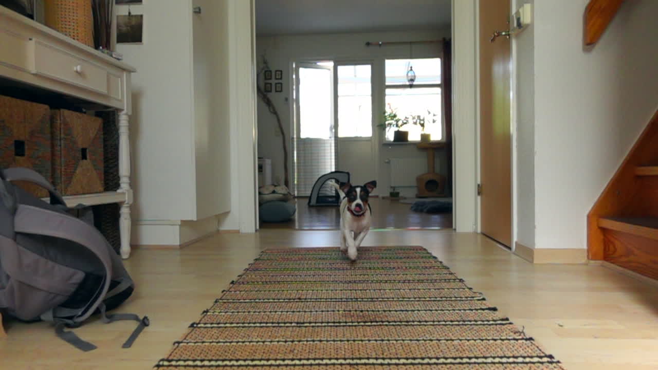 un cucciolo di cane che corre a rallentamento verso la telecamera nel corridoio