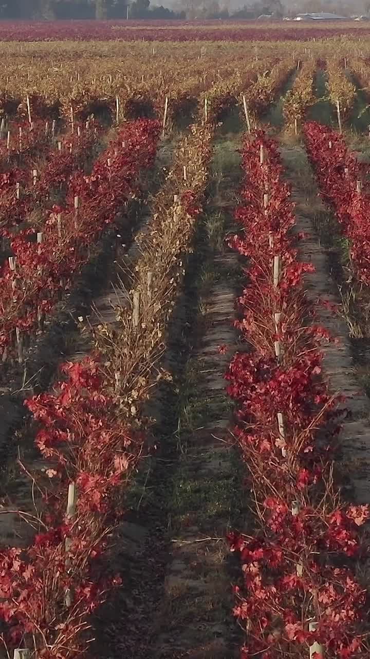 Vigneto in Cile durante la stagione autunnale.
