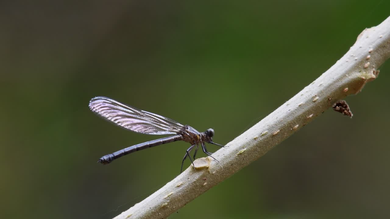 visto posado en un tallo diagonal casi inmóvil, una mosca se acerca después de unos segundos