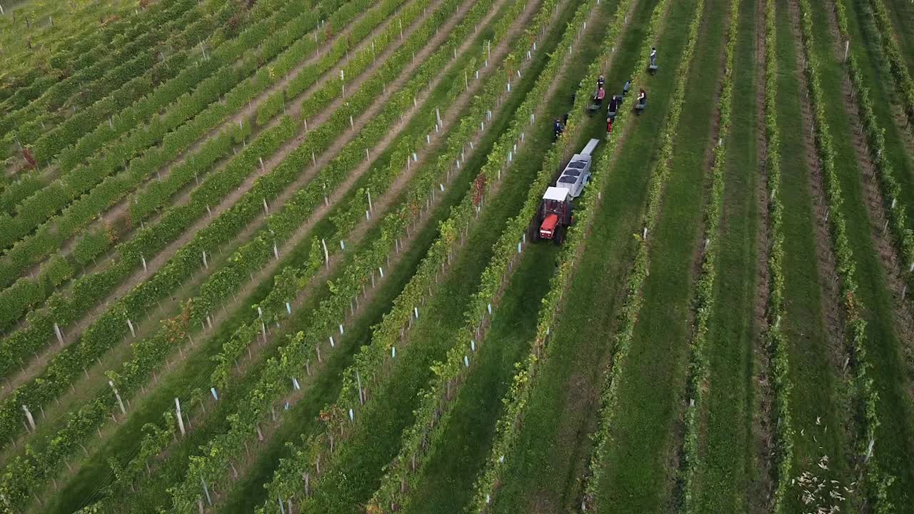 vuelo de drones sobre viñedos y gente cosechando uvas