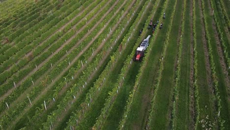 Drone-flight-over-vineyard-and-people-are-harvesting-grapes