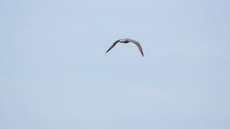 el vuelo de la gaviota en el cielo azul claro - cámara lenta