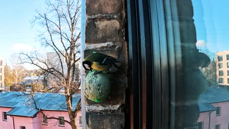 A-Beautiful-Great-Tit-Feeds-on-Fat-Ball,-Slow-Motion-Close-up