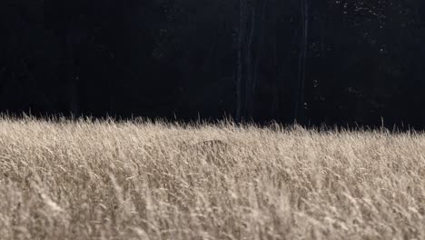 Wunderschönes-Kleines-Reh,-Das-Auf-Einer-Hellen-Lichtung-Frisst-Und-Sich-Vor-Einem-Dunklen-Wald-Umschaut