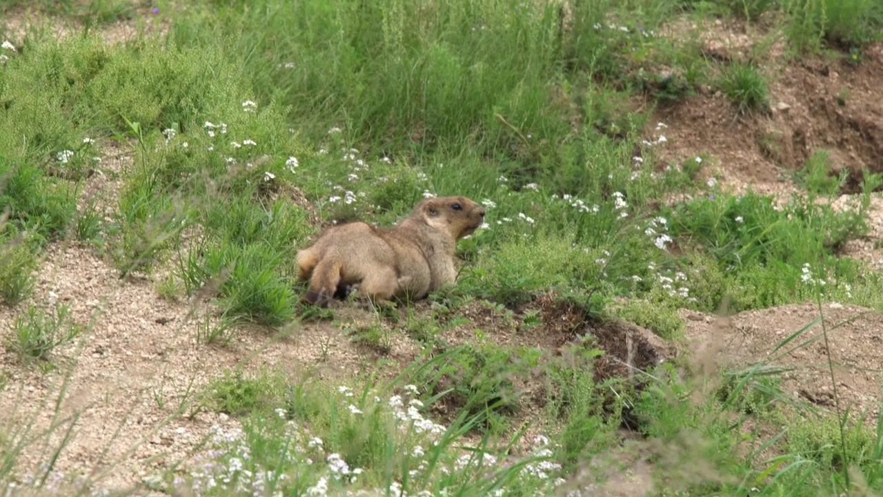Steppe Marmot Resting on a Grassy Hillside