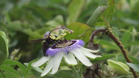 primer plano de un abejorro amarillo y negro y una avispa de cuco verde volando sobre una flor de la pasión de la corona azul para recolectar néctar