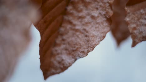 Hojas-Marrones-Cubiertas-De-Nieve,-Macro-Shot