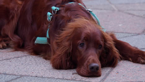 cute irish setter dog with long red fur lies on street looks at camera