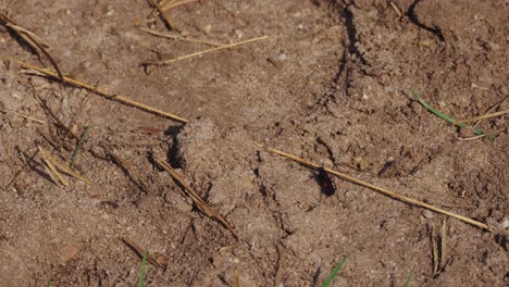 Tiny-beetle-bug-with-red-abdomen-walking-on-sandy-soil-ground---handheld-high-angle-shot