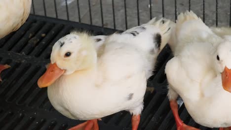 white ducklings in a cage