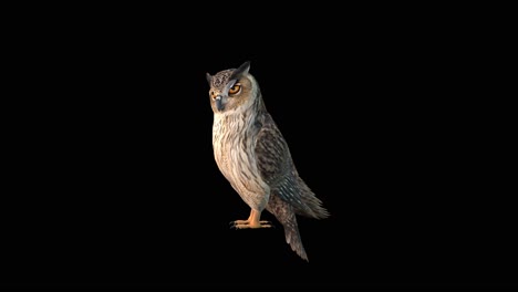 un búho de pie ocioso mirando a su alrededor en fondo negro, animación 3d, animales animados, animación de bucle sin costura