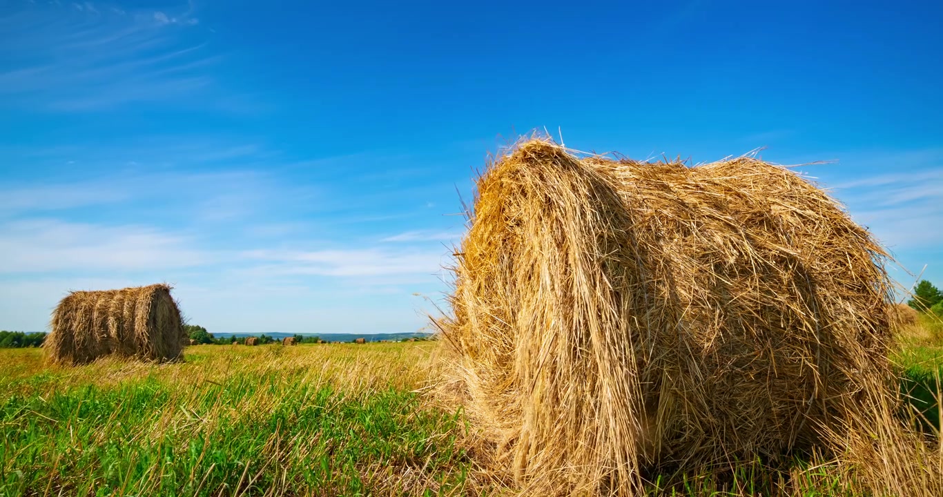 Goldene Heuballen auf einem ländlichen Feld an einem sonnigen Tag
