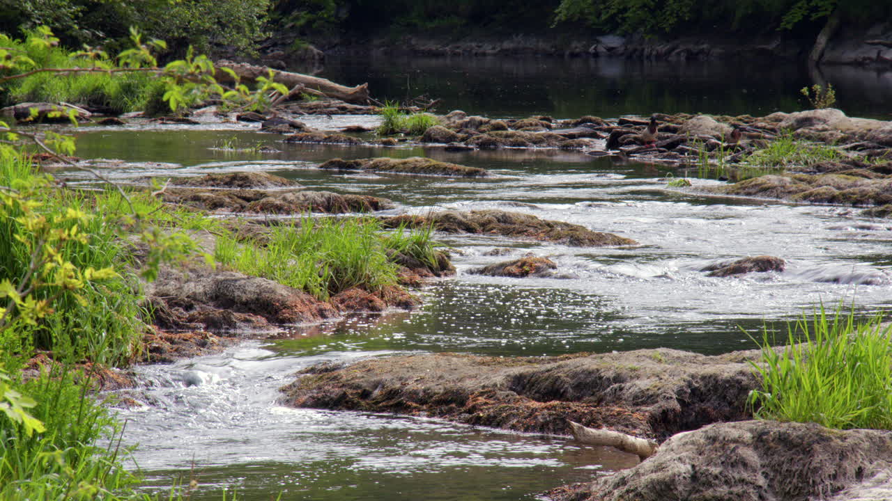 Extra Wide shot of the top of Cenarth Falls on the river Teifi