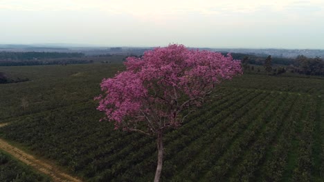 Pink-lapacho-tree,-showcasing-its-unmatched-and-unique-natural-charm-in-the-South-American-landscape