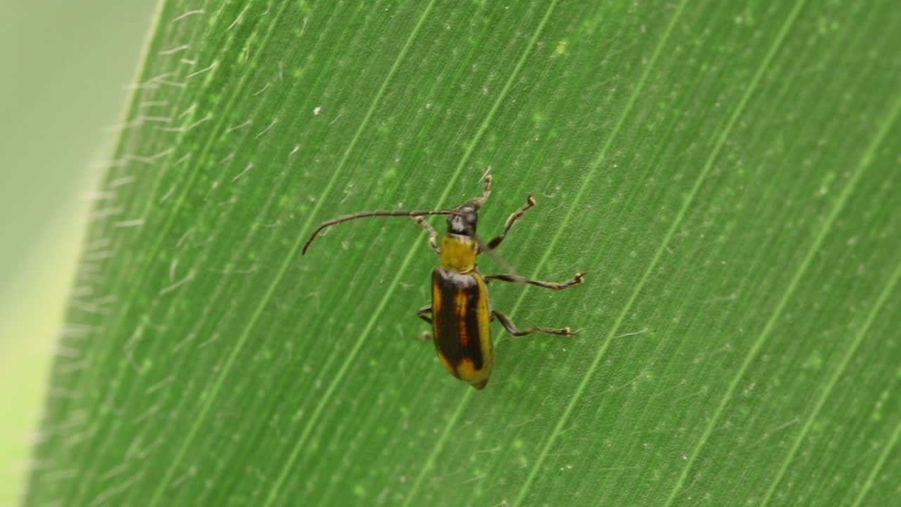 옥수수 식물의 잎에 앉아 다리를 청소하는 서부 옥수수 뿌리벌레