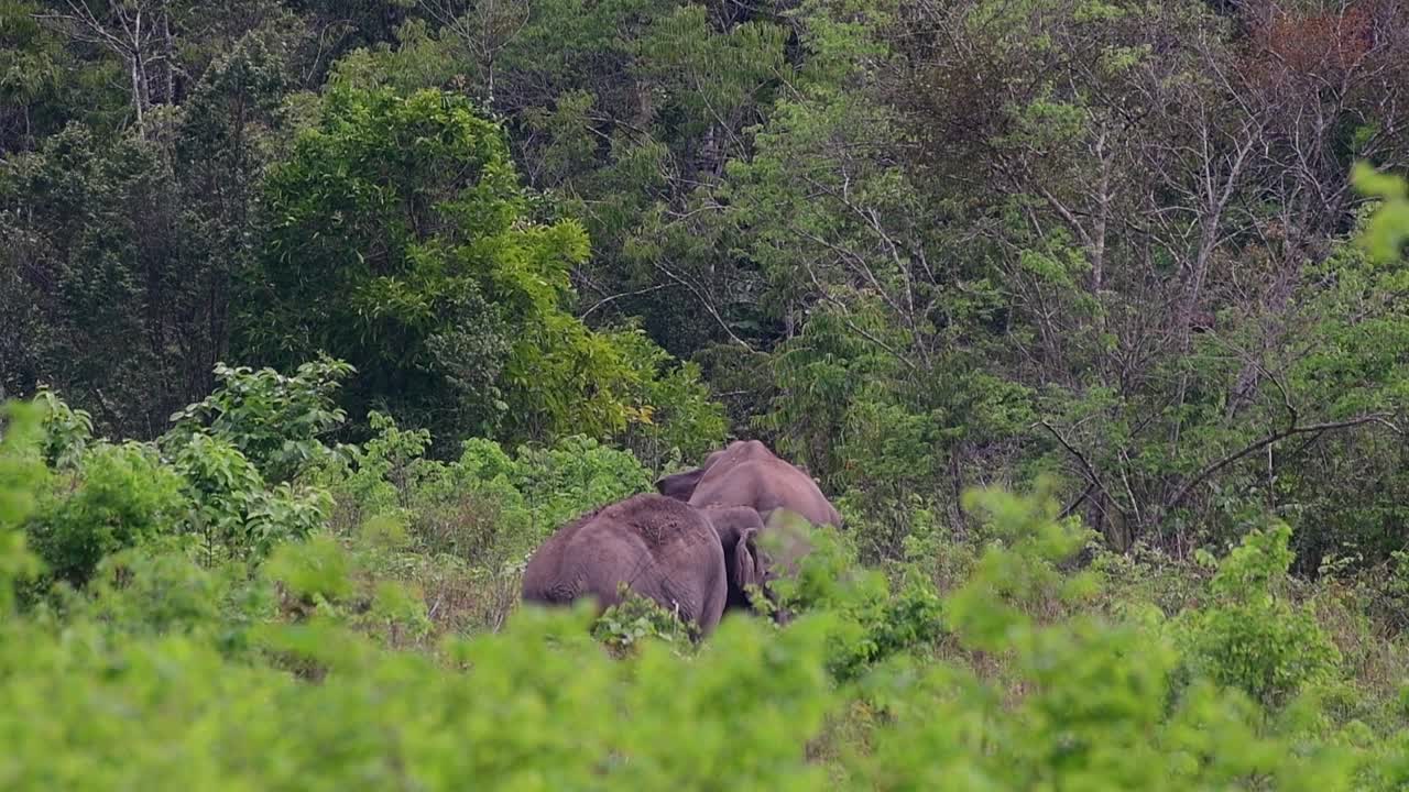 los elefantes asiáticos son especies en peligro de extinción y también son residentes de tailandia