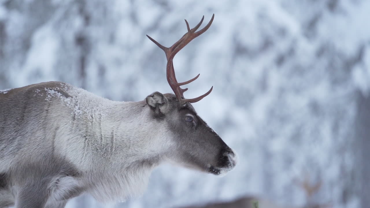 Slowmotion af et rensdyr, der vender hovedet væk i sneklædt skov i Lapland, Finland.