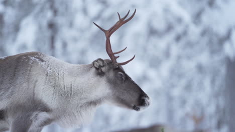 slowmotion of a reindeer turning head away in snowy forest at lapland finland