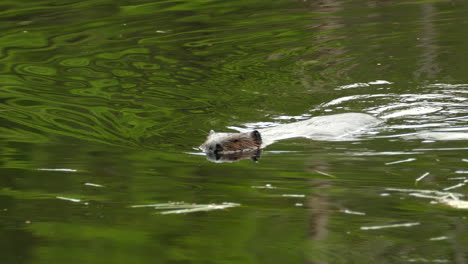 adult beaver swimming keeping its nostrils and ears above , moving its tail like a rudder in water which has a green reflection of trees above