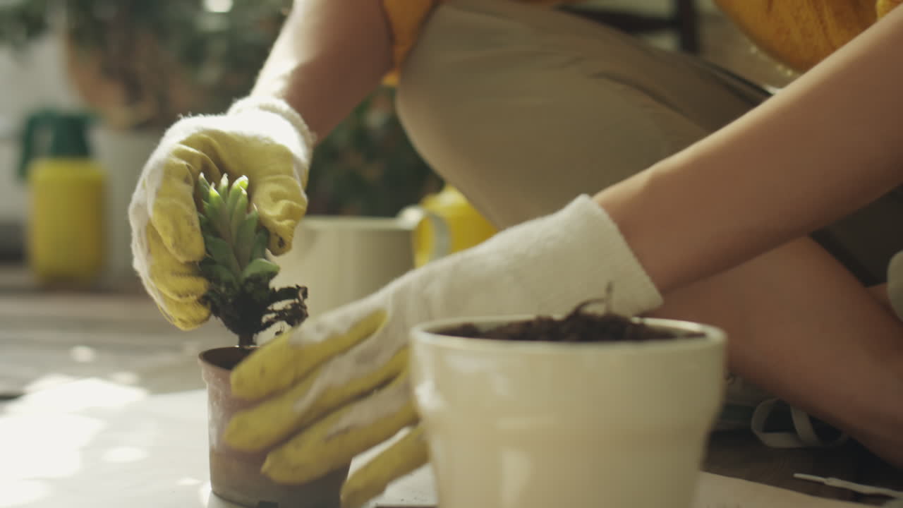 Mulher Transplantando Suculenta em Casa